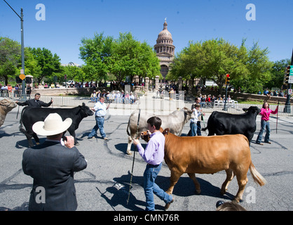 Youth parade their champion steer at the Texas Capitol in final Grand Champion judging at the Star of Texas Rodeo, Austin TX Stock Photo