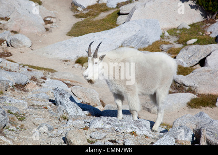 WA, Alpine Lakes Wilderness, Enchantment Lakes area, Billy goat, in Upper Enchantments Stock Photo
