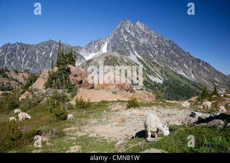 WA, Alpine Lakes Wilderness, Mount Stuart, with mountain goat Stock Photo