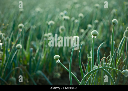 Onions growing in field