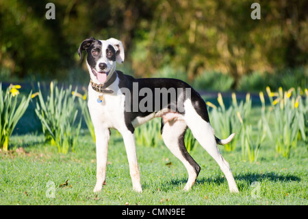 Young black and white Lurcher, spaniel cross standing in front of daffodils looking at the camera panting Stock Photo