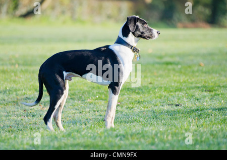 Young black and white Lurcher, spaniel cross standing on dew, wet grass looking straight ahead Stock Photo