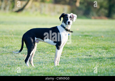 Young black and white Lurcher, spaniel cross standing on dew, wet grass looking at camera Stock Photo