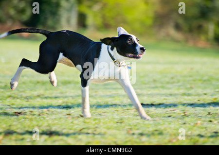 Young black and white Lurcher, spaniel cross sprinting across a field. Stock Photo