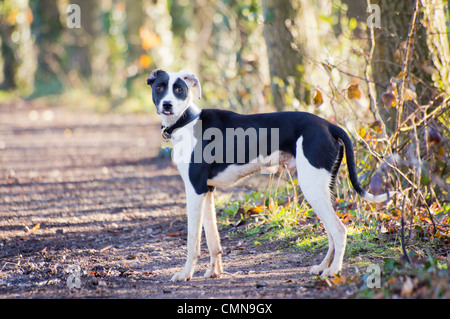 Young black and white Lurcher, spaniel cross standing on a track in the woods with his tongue sticking out Stock Photo