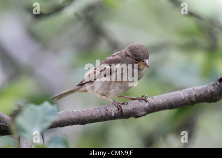 The House Sparrow, Passer domesticus, is a bird of the sparrow family Passeridae, differentiated from the rarer tree sparrow in Stock Photo