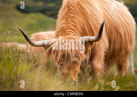 Highland cattle or kyloe are a Scottish breed of beef cattle with long horns seen here on the isle of Skye Stock Photo