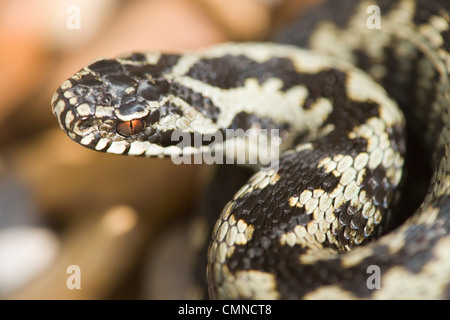 Adder (Vipera berus). Adult male. Showing inverted 'V' pattern on rear of head, a means of species identification. Stock Photo