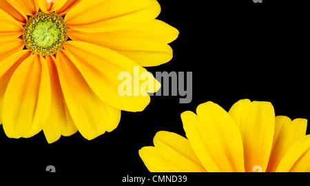 Beautiful sunflower on black background Stock Photo