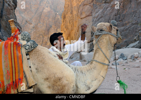 Camel and Bedouin handler in the Sinai desert Stock Photo