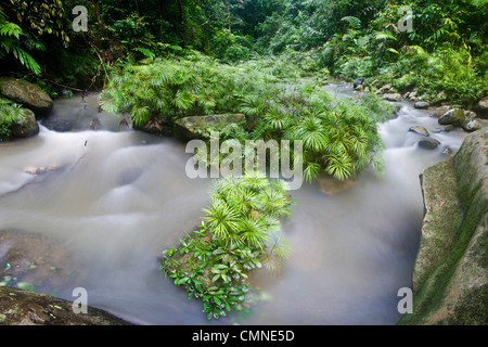 Clumps of a riverine fern growing in and along a tributary of the Maliau River. near Ginseng Camp, Maliau Basin, Borneo Stock Photo