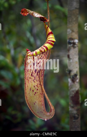 Large aerial pitcher of natural hybrid Pitcher Plant. Montane mossy heath forest or 'kerangas', Maliau Basin, Borneo Stock Photo