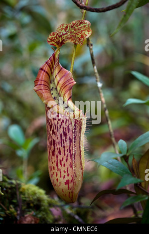 Large aerial pitcher of natural hybrid Pitcher Plant. Montane mossy heath forest (kerangas), Maliau Basin, Borneo Stock Photo