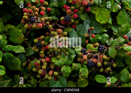 Blackberries ripening in a hedgerow Stock Photo