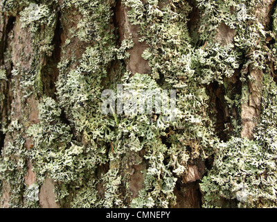 Net-marked parmelia, shield lichen on a bark of a pine / Schüsselflechten, Sulcatflechten an der Rinde einer Kiefer Stock Photo