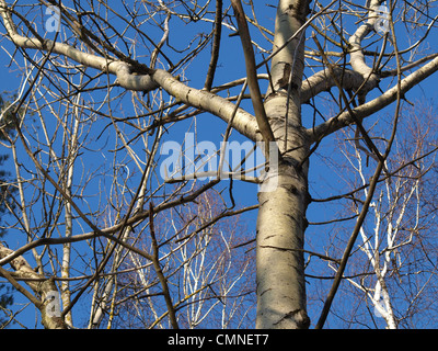 poplar trees in spring / Pappeln im Frühling Stock Photo