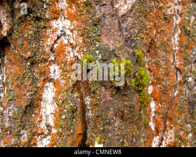 bark from a poplar / Rinde einer Pappel Stock Photo