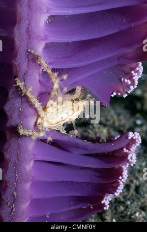 Hydroid (Fairy) crab (family Majidae - Spider or Decorator crab) on Sea pen, decorated with hydroid polyps. Rinca, Indonesia. Stock Photo
