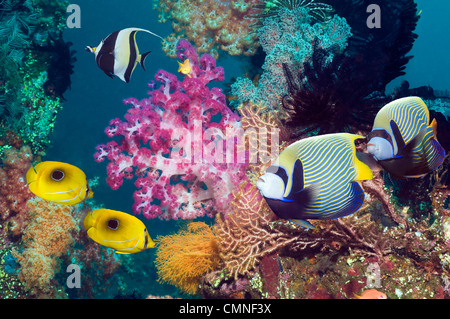 Emperor angelfish, Ovalspot butterflyfish and a Moorish idol swimming over coral reef with soft corals. Bali, Indonesia. Stock Photo