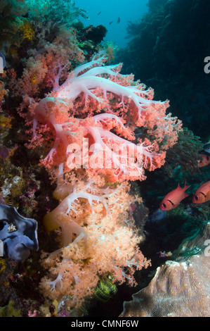 Tree coral, Rinca, Komodo National Park, Indonesia. Stock Photo