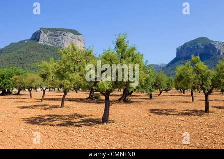 Olive trees from Majorca soil from mediterranean islands of Spain Stock Photo