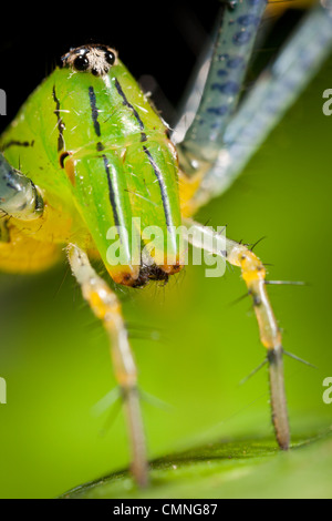 Malagasy green lynx spider (Peucetia madagascariensis). Masoala Peninsula National Park, north east Madagascar. Stock Photo