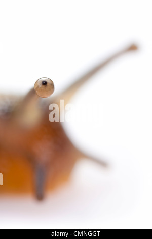 Brown lipped snail (Cepaea nemoralis) photographed on a white background. Peak District National Park, Derbyshire, UK. April Stock Photo