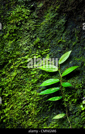 Vine creeping up mossy tree trunk towards light. Danum Valley, Sabah, Borneo, Malaysia. Stock Photo