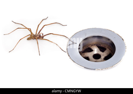 Male House Spider (Tegenaria sp.) next to plug hole, Derbyshire. September. Stock Photo