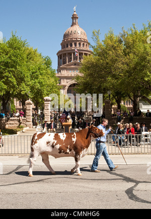 Contestants in the Grand Champion Steer event parade entries front of the Texas Capitol during the 75th anniversary of Rodeo Stock Photo