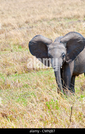 Baby African Elephant with big ears,  Loxodonta africana, Masai Mara National Reserve, Kenya, Africa