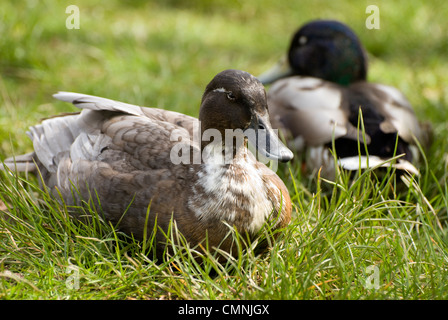 Pair of mallard ducks, a male and female resting in grass taken in Bristol Stock Photo