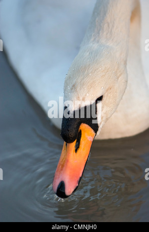 Close up of Mute swan feeding or drinking in water with water droplets on neck Stock Photo