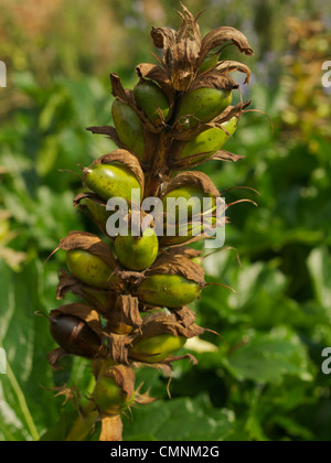 A tall Acanthus spinosus seed head in September
