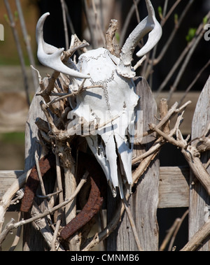 A white deer skull on a picket fence. Stock Photo