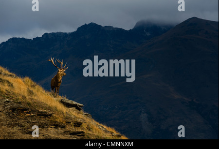 elk (deer) in front of the Remarkables mountain range near Queenstown, Otago, New Zealand, on April 11, 2009. (Adrien Veczan) Stock Photo