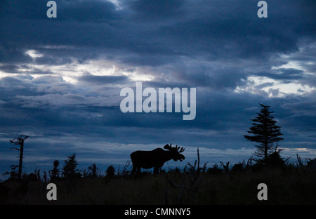 Moose at dusk on the Skyline Trail of Cape Breton National Park, in Nova Scotia, Canada, on July 27, 2011. (Adrien Veczan) Stock Photo