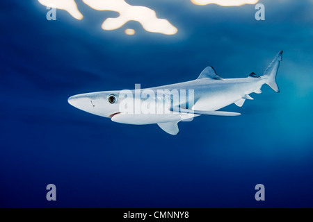 blue shark, Prionace glauca, juvenile, offshore, San Diego, California, USA, Pacific Ocean Stock Photo