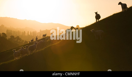 Sheep at sunset at the Roxborough Farm in Tirau, Waikato region, New Zealand, March 21, 2009. (Adrien Veczan) Stock Photo