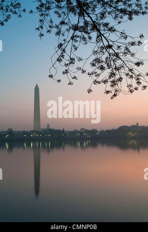 Just before sunrise, the Washington Monument is reflected on the still waters of the Tidal Basin. At top of frame are cherry blossom branches, with the flowers in bloom. The Yoshino Cherry Blossom trees lining the Tidal Basin in Washington DC bloom each early spring. Some of the original trees from the original planting 100 years ago (in 2012) are still alive and flowering. Because of heatwave conditions extending across much of the North American continent and an unusually warm winter in the Washington DC region, the 2012 peak bloom came earlier than usual. Stock Photo