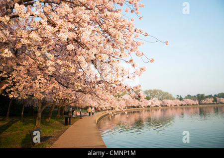Some of the nearly 1700 cherry blossoms that line the Tidal Basin in Washington DC. The Yoshino Cherry Blossom trees lining the Tidal Basin in Washington DC bloom each early spring. Some of the original trees from the original planting 100 years ago (in 2012) are still alive and flowering. Because of heatwave conditions extending across much of the North American continent and an unusually warm winter in the Washington DC region, the 2012 peak bloom came earlier than usual. Stock Photo