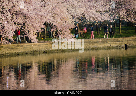 People along the edge of the Tidal Basin under the Cherry Blossoms. The Yoshino Cherry Blossom trees lining the Tidal Basin in Washington DC bloom each early spring. Some of the original trees from the original planting 100 years ago (in 2012) are still alive and flowering. Because of heatwave conditions extending across much of the North American continent and an unusually warm winter in the Washington DC region, the 2012 peak bloom came earlier than usual. Stock Photo