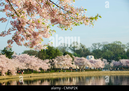 WASHINGTON DC, USA - The MLK Memorial in the distance is surrounded by cherry blossoms in bloom. The Yoshino Cherry Blossom trees lining the Tidal Basin in Washington DC bloom each early spring. Some of the original trees from the original planting 100 years ago (in 2012) are still alive and flowering. Because of heatwave conditions extending across much of the North American continent and an unusually warm winter in the Washington DC region, the 2012 peak bloom came earlier than usual. Stock Photo