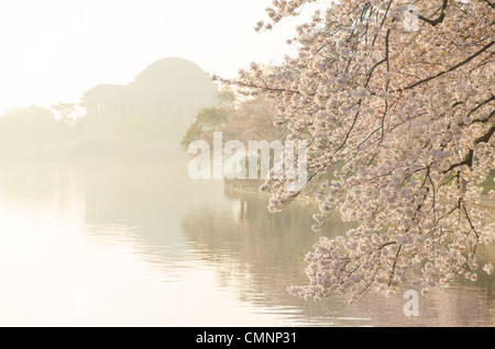 Morning haze at the cherry blossoms along the Tidal Basin, with the Jefferson Memorial in the background. The Yoshino Cherry Blossom trees lining the Tidal Basin in Washington DC bloom each early spring. Some of the original trees from the original planting 100 years ago (in 2012) are still alive and flowering. Because of heatwave conditions extending across much of the North American continent and an unusually warm winter in the Washington DC region, the 2012 peak bloom came earlier than usual. Stock Photo