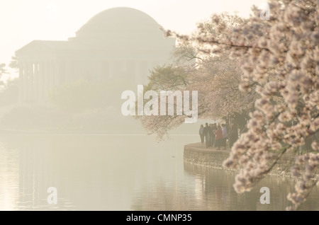 A silhouette of the Jefferson Memorial in the haze with the cherry blossoms in bloom at right. The Yoshino Cherry Blossom trees lining the Tidal Basin in Washington DC bloom each early spring. Some of the original trees from the original planting 100 years ago (in 2012) are still alive and flowering. Because of heatwave conditions extending across much of the North American continent and an unusually warm winter in the Washington DC region, the 2012 peak bloom came earlier than usual. Stock Photo