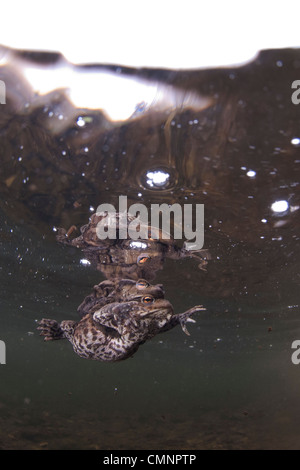 Common toads (Bufo bufo) mating underwater with spawning strings ...