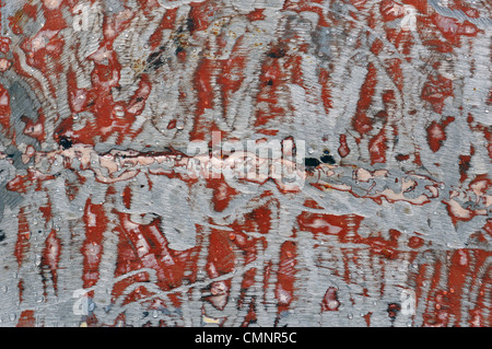 Scraped rusty metal and raindrops grunge scratched background texture. Stock Photo