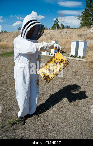 A hobbyist beekeeper in Stevensville, Montana moves the bees off the Langstroth frames in order to harvest honey in late fall. Stock Photo