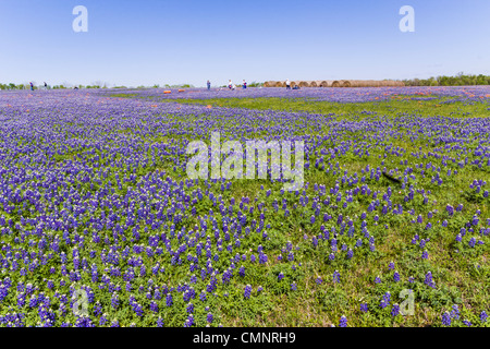 People with children and wagons taking photos in a field of Texas Bluebonnets and Hay Bales on Texas FM 362 at Whitehall, Texas. Stock Photo