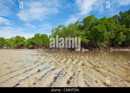 Mangrove forest at low tide on Myall Beach. Cape Tribulation, Daintree National Park, Queensland, Australia Stock Photo